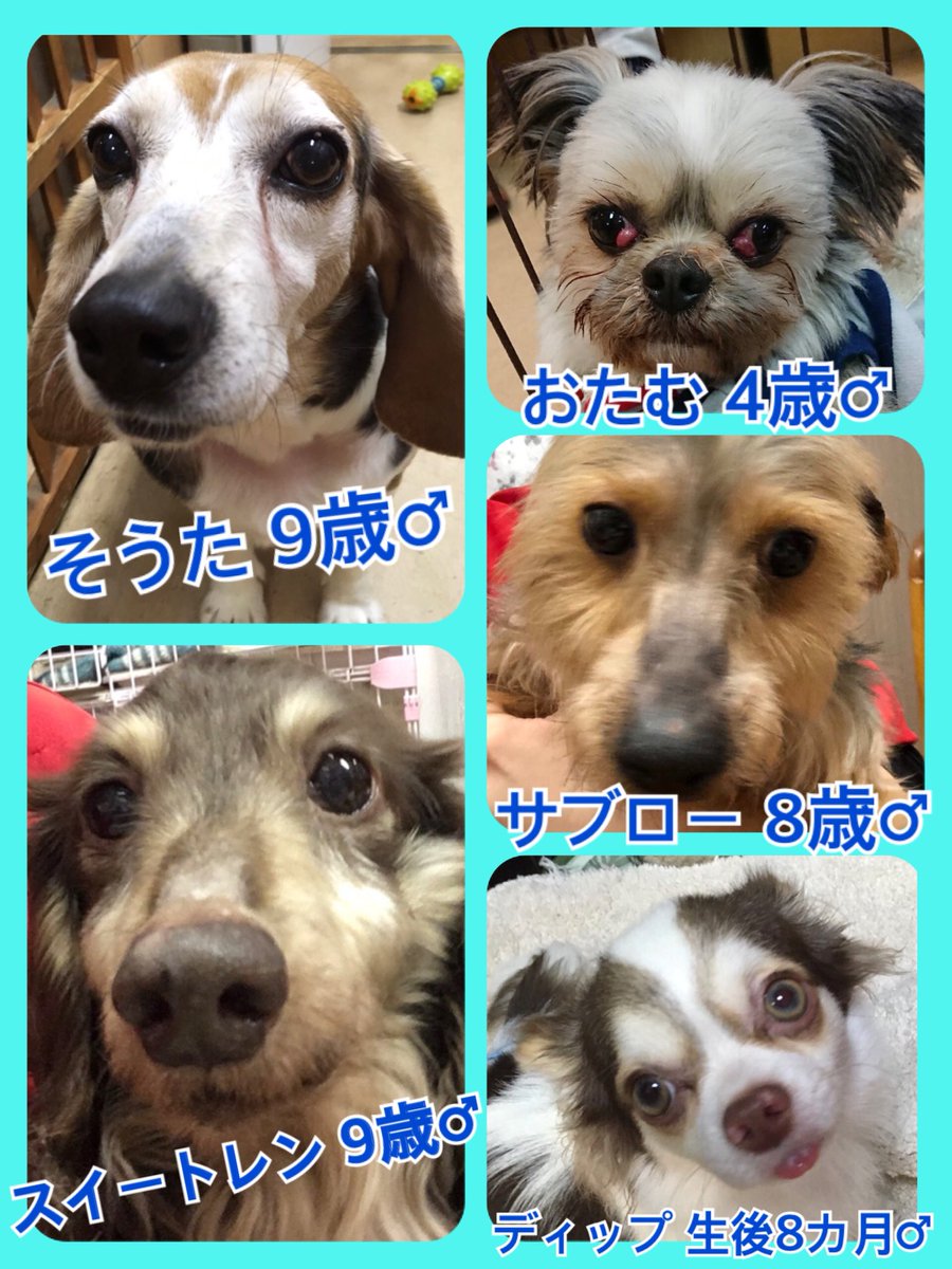 🐾今日の里親様募集中ワンコ🐶メンバーです🐾2019,4,7